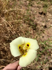 Calochortus superbus