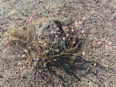 Eriogonum nudum nudum