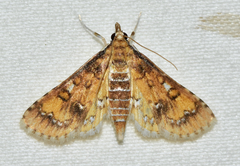 Niphograpta albiguttalis