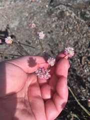 Eriogonum nudum nudum