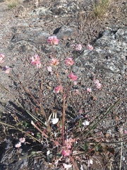 Eriogonum nudum nudum