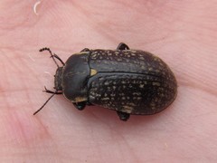 Lepispilus rotundicollis