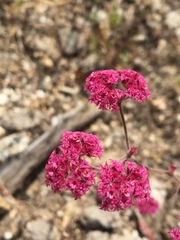 Chorizanthe douglasii