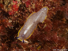 Prostheceraeus moseleyi