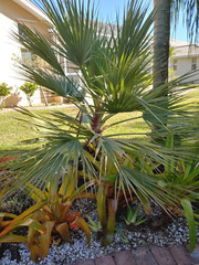 Nannorrhops ritchiana