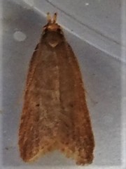 Helcystogramma rufescens