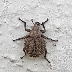 Brachycerus muricatus