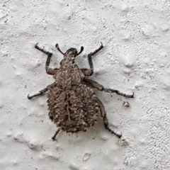 Brachycerus muricatus