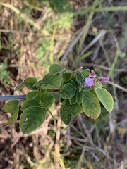 Pseudarthria hookeri hookeri