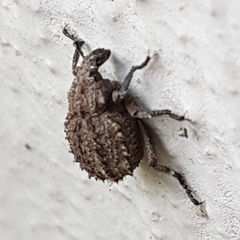 Brachycerus muricatus