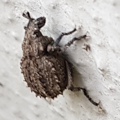 Brachycerus muricatus