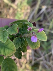 Pseudarthria hookeri hookeri