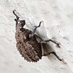 Brachycerus muricatus