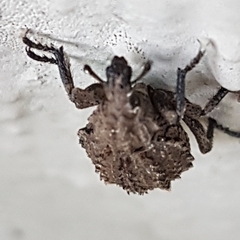 Brachycerus muricatus