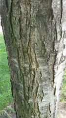 Gleditsia triacanthos