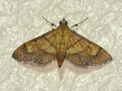 Orphanostigma abruptalis