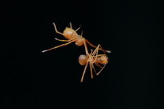 Amyciaea forticeps