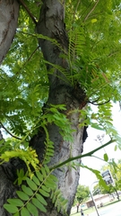 Gleditsia triacanthos