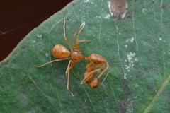 Amyciaea forticeps