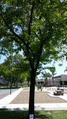 Gleditsia triacanthos