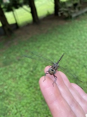 Gomphaeschna antilope