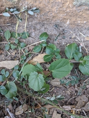 Rhynchosida physocalyx