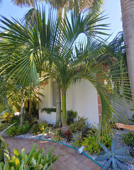 Carpoxylon macrospermum