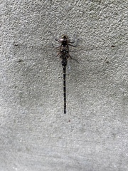 Gomphaeschna antilope