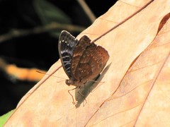 Euriphene barombina