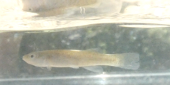 Fundulus catenatus