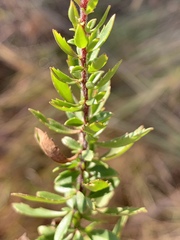 Tetraselago longituba