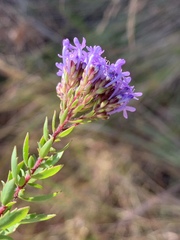 Tetraselago longituba