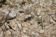 Tachysphex terminatus