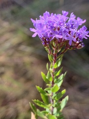 Tetraselago longituba
