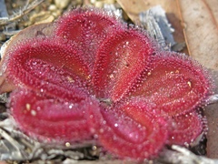 Drosera squamosa