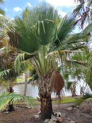 Copernicia baileyana