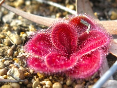 Drosera squamosa