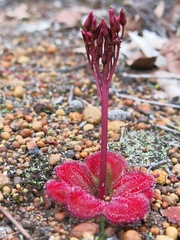 Drosera squamosa