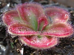 Drosera squamosa