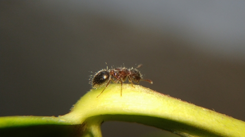 Photo of Bicolored Shield Ant (Meranoplus bicolor)