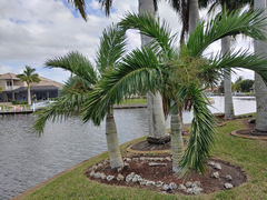 Pseudophoenix sargentii