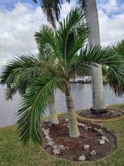 Pseudophoenix sargentii