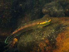 Stiphodon atropurpureus