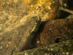 Stiphodon atropurpureus