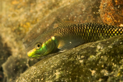 Stiphodon atropurpureus
