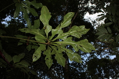 Anthurium clavigerum
