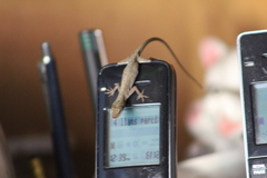 Anolis wellbornae