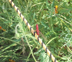 Crocothemis servilia mariannae