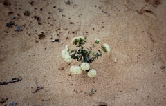 Pimelea floribunda