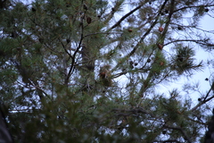 Sciurus nayaritensis